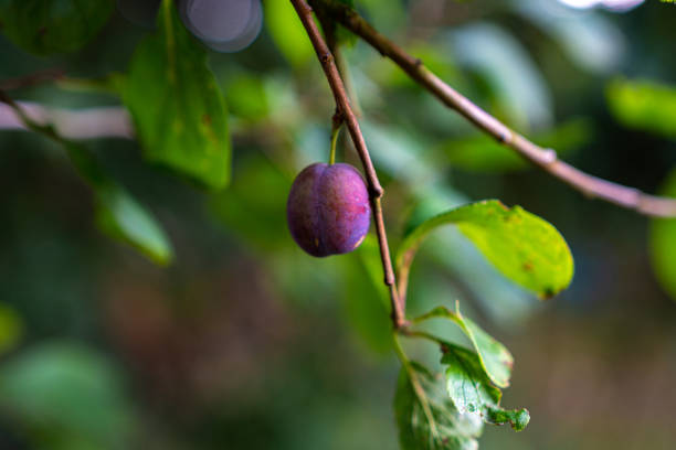 istock Close-up of a plum on a branch 1335851484