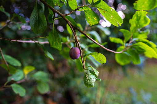 Crop of plums on the tree