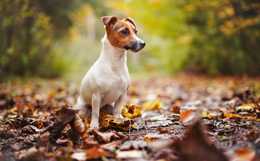 Small Jack Russell terrier sitting on meadow with yellow orange leaves in autumn, blurred trees background.