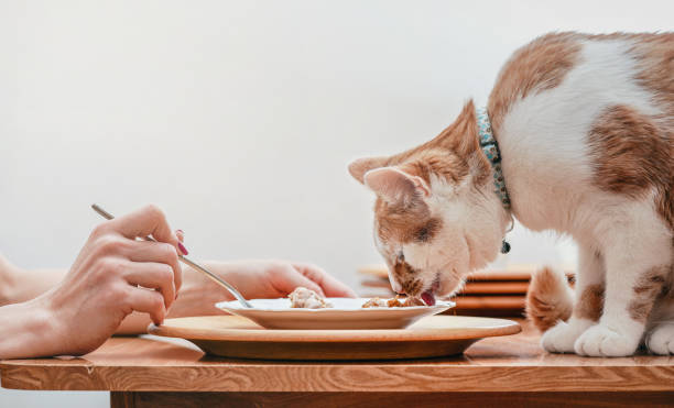 Small white and brown cat eating from plate on table with remains of chicken, woman hand with fork other side stock photo
