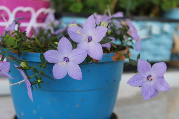 istock Flower and nature 1335853508