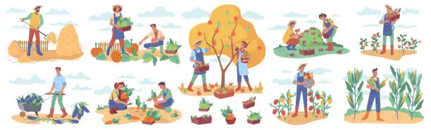 Vector illustration of Harvesting season in farms and agriculture. People gathering and collecting ripe vegetables and fruits with berries. Farmers and workers in rural area. Cartoon character in flat style vector