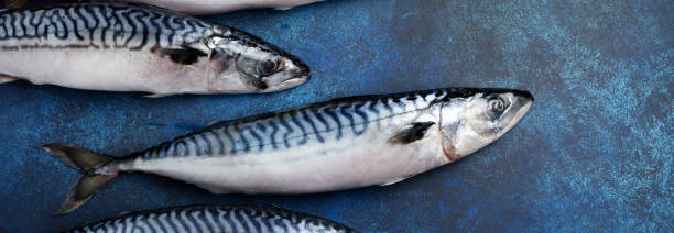 istock Raw mackerel fish with ingredients for cooking on a blue concrete or stone background. Selective focus. Mock up. Top view 1335855888