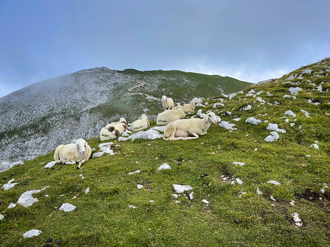 Sheep on pasture at mountain Stol or Hochstuhl (2,236 m), the highest mountain of the Karawanks, Slovenia.