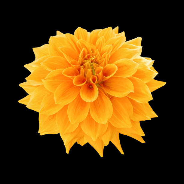 istock yellow dahlia flower isolated on black background 1335861531