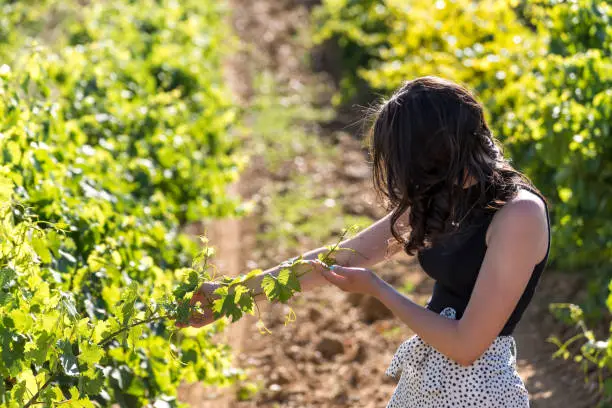 In a vineyard with green leaves, a young woman holds the branch of a vine and observes it attentively, on a sunny day.