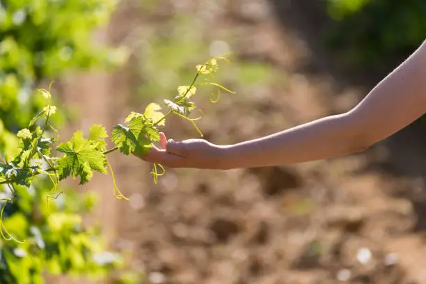 Photo of The branch of a vine with a green leaf with a girl's hand.