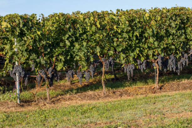 Ripe red Merlot grapes on rows of vines in a vienyard before the wine harvest in Saint Emilion region. France stock photo