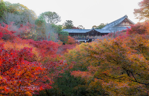 Kyoto, Japan - Nov 24 2017: Tsutenkyo bridge of Tofukuji temple in autumn color