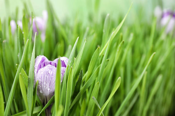 A close-up photo of beautiful blue and purple crocus