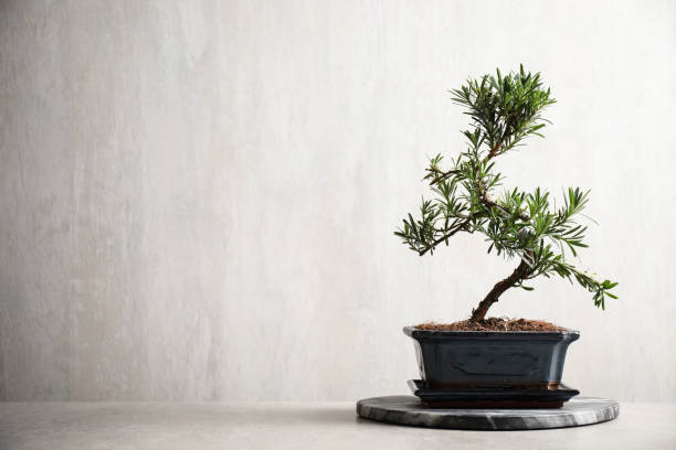 istock Japanese bonsai plant on light stone table, space for text. Creating zen atmosphere at home 1335868101