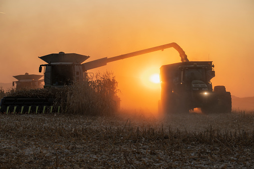 Side view of combine harvesting corn in agriculture field at sunset.
