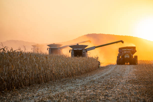 Combine harvesting in agriculture fields at sunset. Side view of combine harvesting corn in agriculture field at sunset. combine harvester stock pictures, royalty-free photos & images