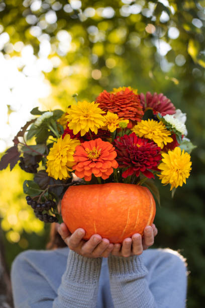 女性は、彼女の顔の前にカボチャに美しい秋の花束を保持しています。秋、感謝祭。顔。 - single flower flower autumn pumpkin ストックフォトと画像