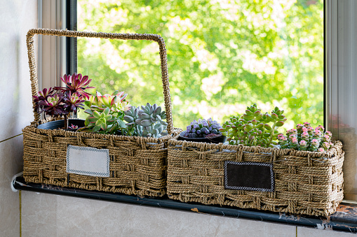 Cactus pot on the balcony