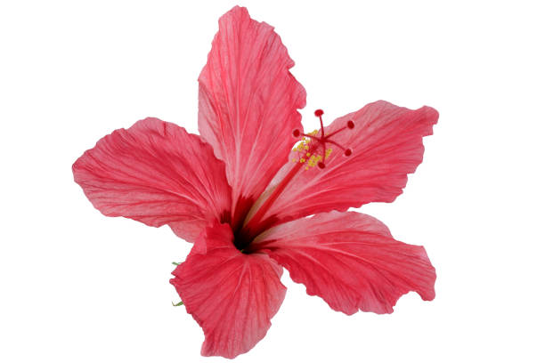 istock Red flower hibiscus 1335872181