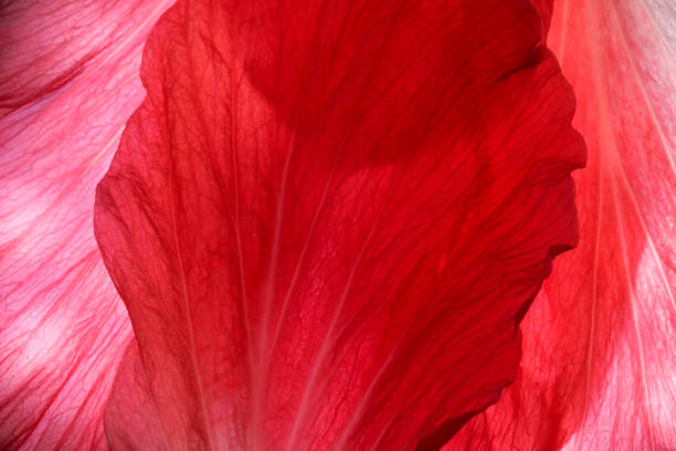 istock Red plant natural background 1335872197