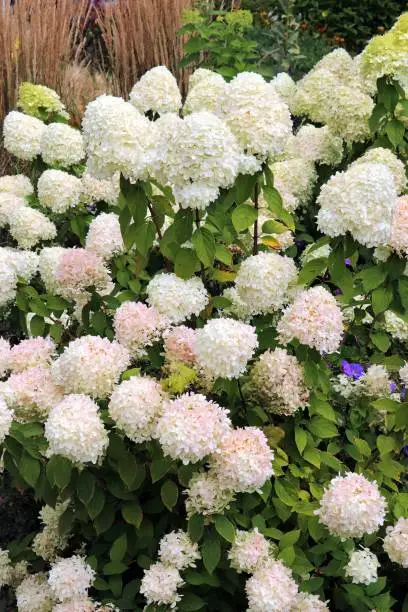 Blooming white hydrangea - Hortensie
