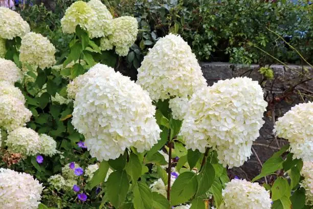 Blooming white hydrangea - Hortensie