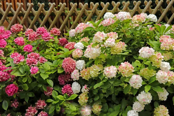 Blooming pink and white hydrangea - Hortensie