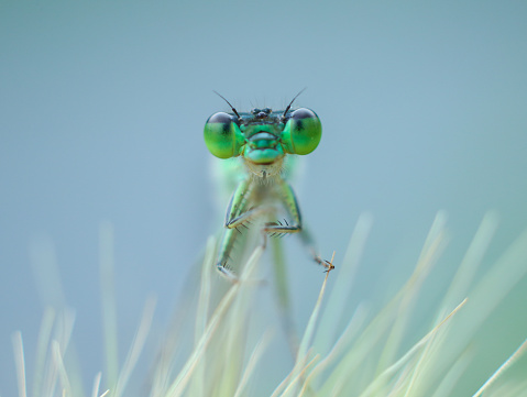 Beautiful demselfly, taken at shimizu japan