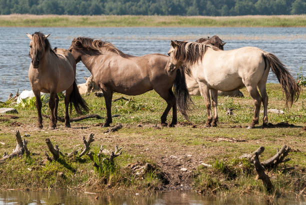 istock Wild horses at lake Engure in summer day, Latvia 1335875603