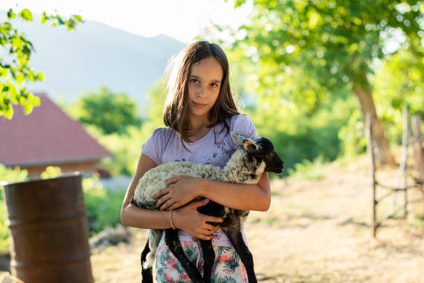 девушка держит ягненка - sheep child farm livestock стоковые фото и изображения