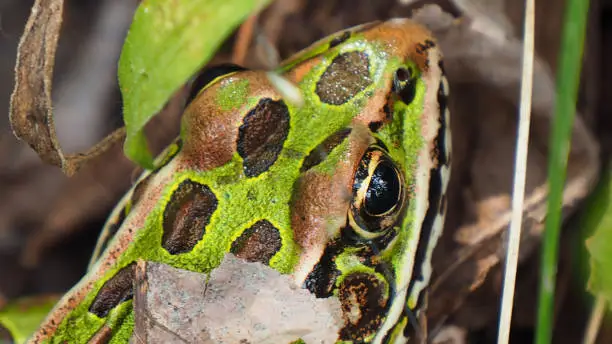 Photo of Northern Leopard Frog