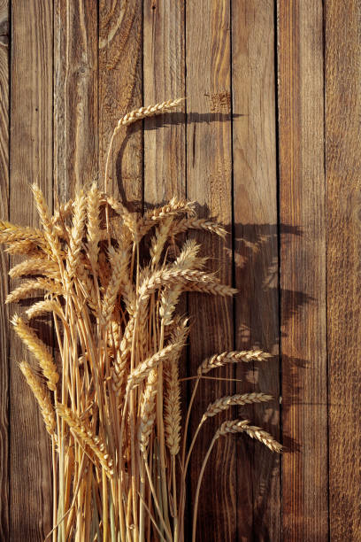 istock Wheat on a rustic wooden background in sunset light, overhead view. 1335878868