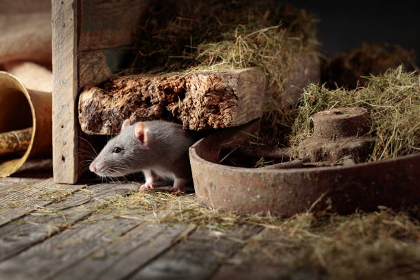 istock Rat in an old wooden barn. 1335881172