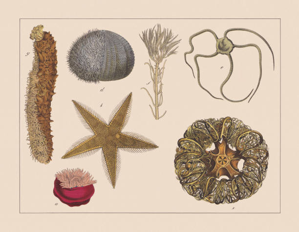 illustrations, cliparts, dessins animés et icônes de echinoderms, chromolithographe coloré à la main, publié en 1882 - etching starfish engraving engraved image