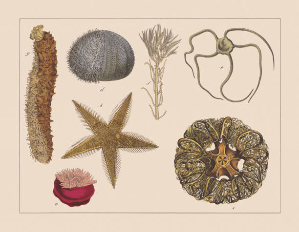 ilustrações de stock, clip art, desenhos animados e ícones de echinoderms, hand-colored chromolithograph, published in 1882 - etching starfish engraving engraved image