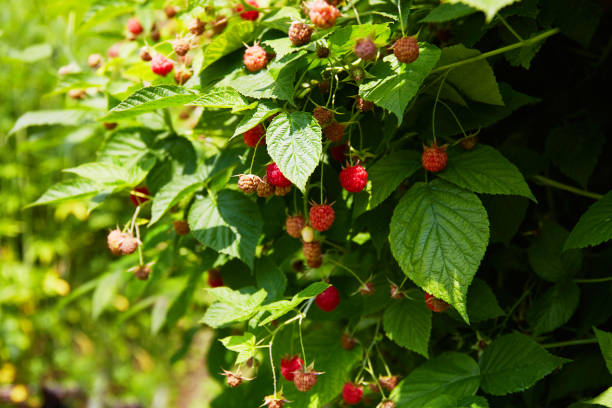 istock Raspberry bush in the garden. Harvest time. 1335883813