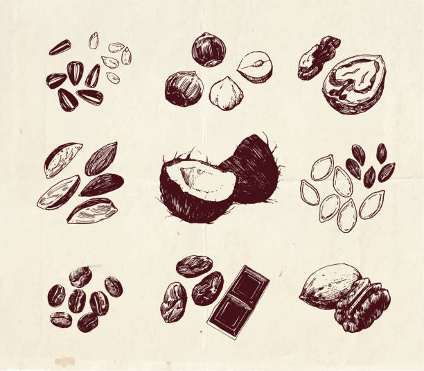 Nuts and seeds Hand drawn illustration, vintage drawing of nuts and seeds theobroma cacao flower stock illustrations
