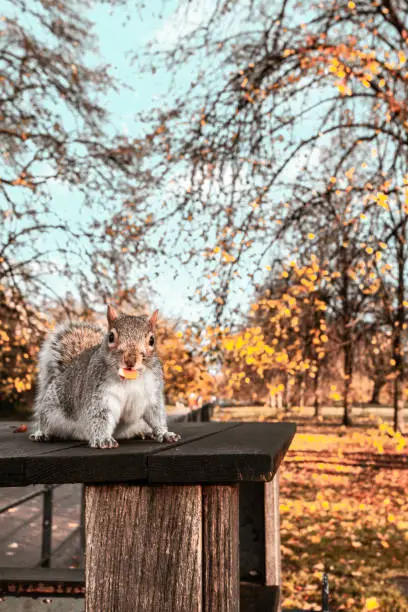 A squirrel eating something and looking at the camera, posing, on a wooden park table bench at Hyde Park on a sunny autumn day, bright blue sky on the background.