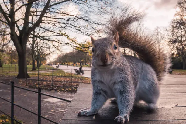 A squirrel sitting on a wooden bench table and looking at the camera, posing and smiling at Hyde Park on a sunny autumn day.