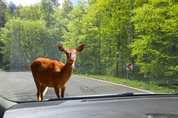 istock Symbol image: Be aware of deer crossing (Composing) 1335886097
