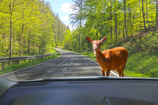 Symbol image: Be aware of deer crossing (Composing)