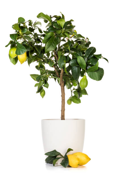 istock Potted lemon tree and ripe fruits  isolated on white 1335886540