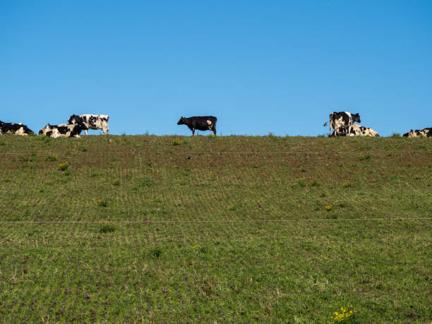 istock Cows in the New England High Country 1335887132