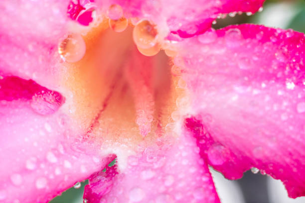 Close up Pink flower of Adenium obesum or Desert rose in the garden Close up Pink flower of Adenium obesum or Desert rose in the garden adenium obesum photos stock pictures, royalty-free photos & images