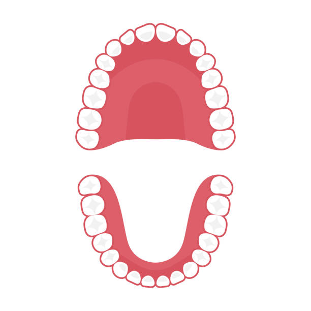 illustrations, cliparts, dessins animés et icônes de dents mâchoire supérieure et inférieure, dent vectorielle pour clinique dentaire - dentition humaine