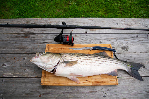 A freshly caught striped bass on a cutting board with a filet knife and a fishing rod.