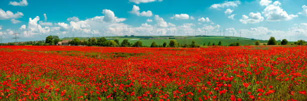 striscione panoramico di papaveri rossi che sbocciano sul campo contro il cielo. papavero di fiori. parte dei campi con papaveri invece di orzo o grano monocolture - plant poppy oriental poppy green foto e immagini stock