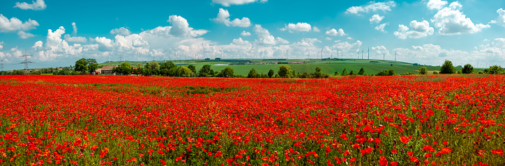 Scenic view of dirt road by poppy plants amidst rural landscape against sky during sunny day