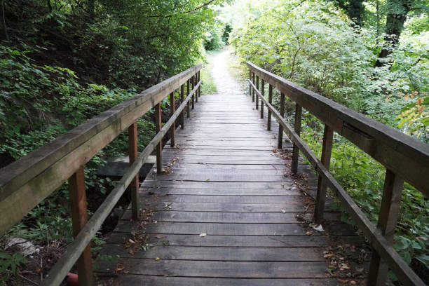 istock wooden footbridge over a stream in the forest 1335890385