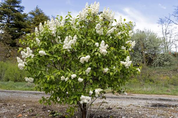 istock Syringa vulgaris, lilac or common lilac 1335891720