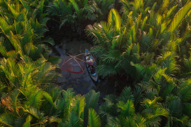 istock Catching fish in nipa palm jungle 1335891736