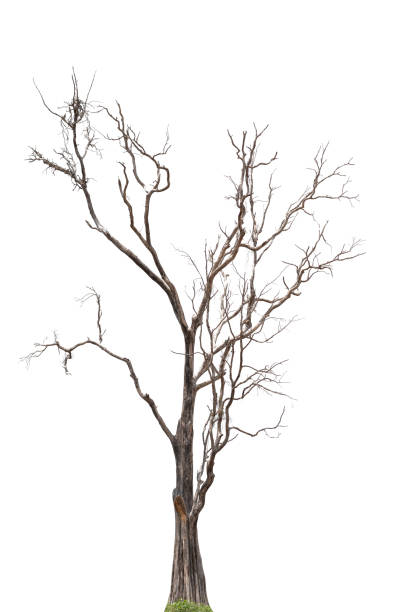 istock black tree silhouettes isolated on white background , silhouette of trees.Isolated dead tree on a white background 1335892122