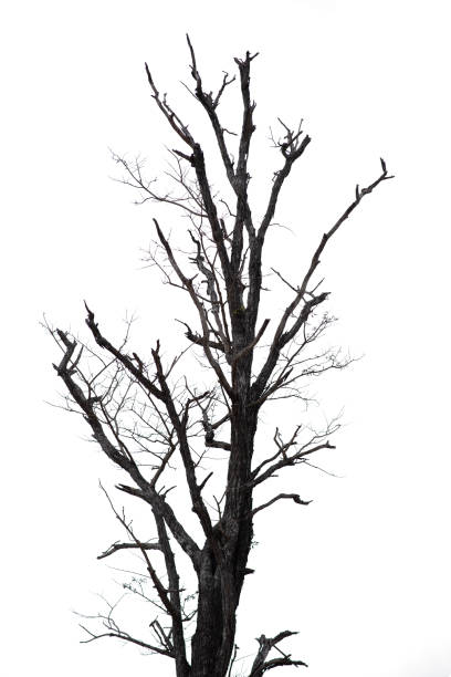 istock black tree silhouettes isolated on white background , silhouette of trees.Isolated dead tree on a white background 1335892153